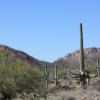 Arizona-Sonora Desert Museum