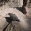Arizona 012