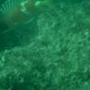 fishyIMAG0017