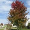 Fall_Leaves_Changing_Color