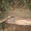 Scary_Rock_Lizard