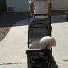 Jess taking Pepe for a walk