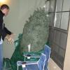 bringing in the tree