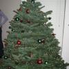 decorating the tree