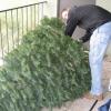 preparing the tree