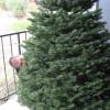 preparing the tree