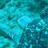 diving 4