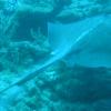 diving 7