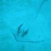 diving 9