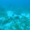 diving10