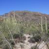 Pima Trail