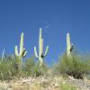 Tucson Trip